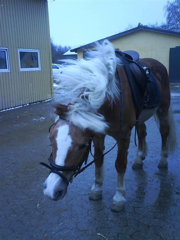 Haflinger Betti - Betti ryster sig  [Foto: Mille] billede 7