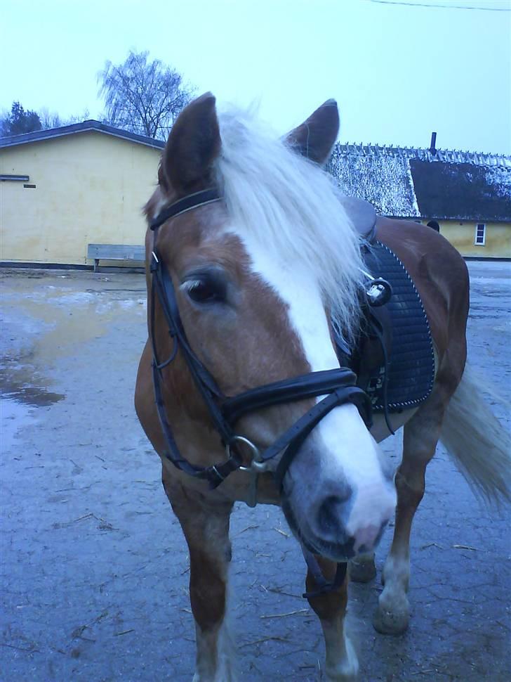 Haflinger Betti - Smukke Betti <3 [Foto: Mille] billede 8