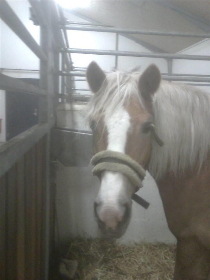 Haflinger Betti - Betti i sin nye boks ;D [Foto: Mig] billede 9