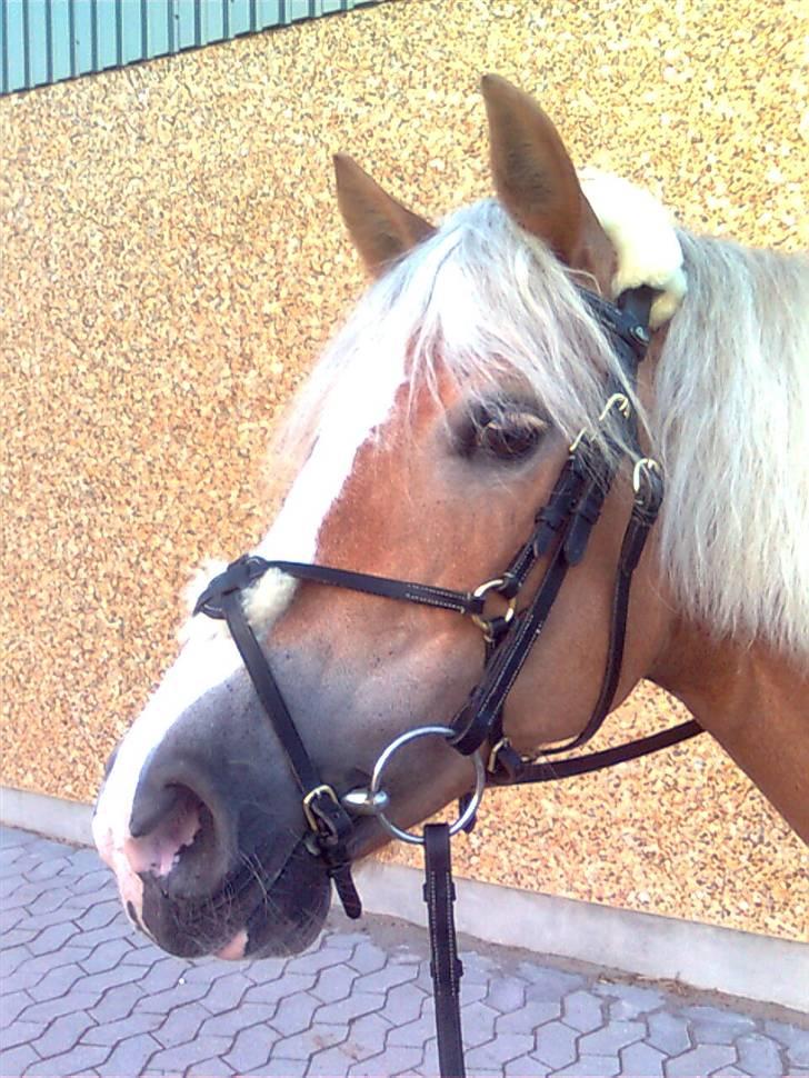 Haflinger Betti - Lige efter vi havde redet :) [Foto: Mig!] billede 11
