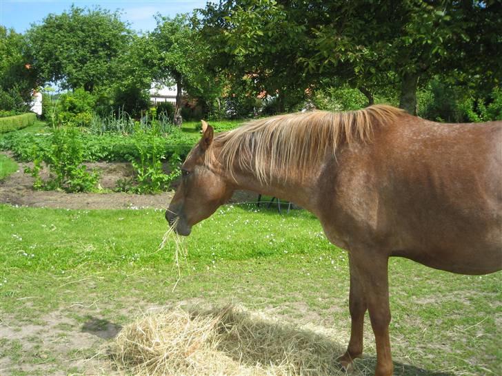 Appaloosa Rista - På folden FOTO: Sarah Krog billede 15