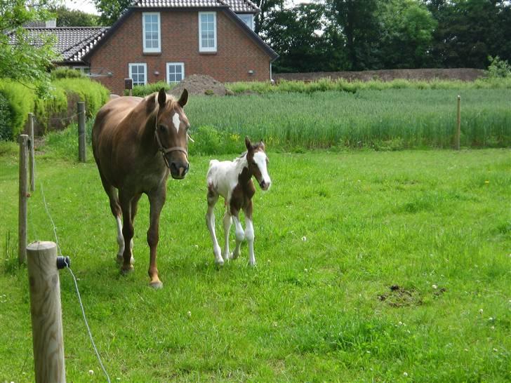 Appaloosa Rista - Rista & Casino på første ´gåtur´ FOTO: Sarah Krog billede 17