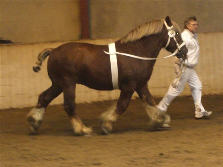 Jyde Simon (avl) - her er simon til hingestte kåring for et par år siden : foto miig billede 1