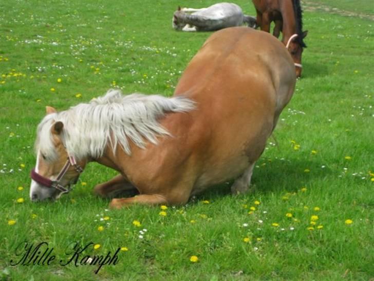 Haflinger Betti - På fold  billede 12