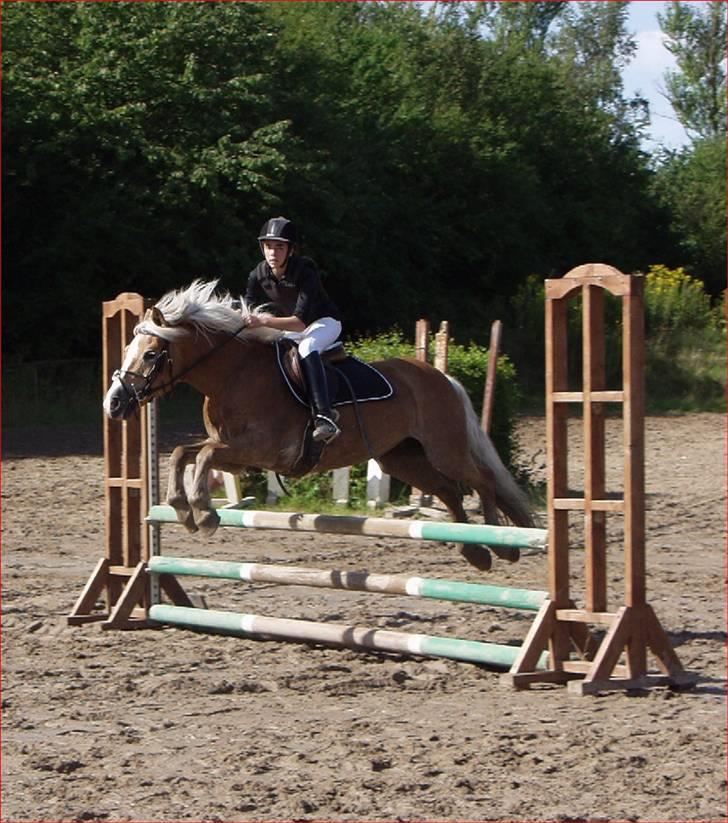 Haflinger Betti - Velkommen til Betti's profil :) - Mig & Betti, 80 cm - Stævne :) billede 1