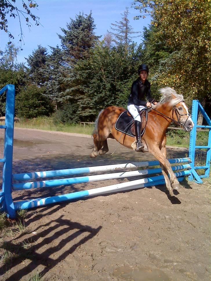 Haflinger Betti - Mig & Betti, stævne 31/8-08 .. [Foto: Nicka] billede 13