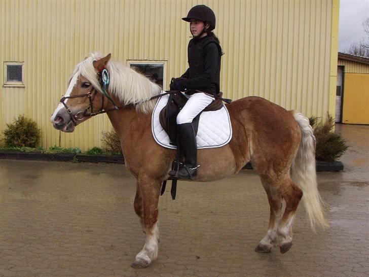 Haflinger Betti - Har lige været til præmieoverrekkelse - 3. Plads billede 14