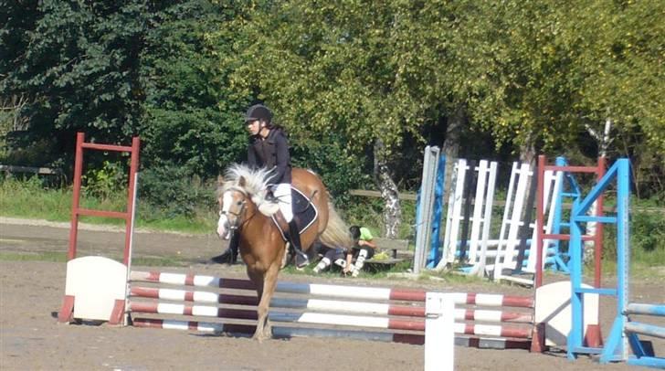 Haflinger Betti - Mig & Betti, stævne 31/8-08 ..  billede 15