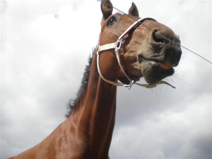 Oldenborg Yasmin (Molique) - lad vær med at kigge på mig, det kan jeg ikke lide Foto: Emma jensen billede 8