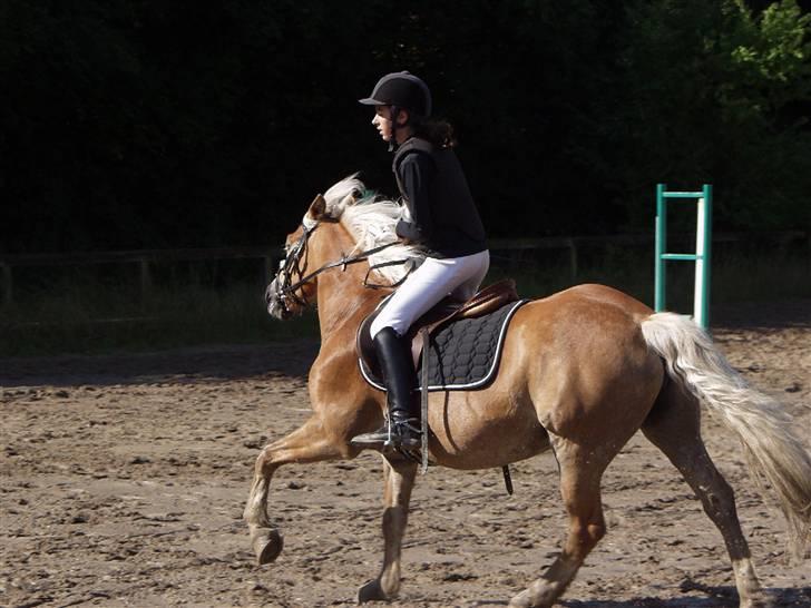 Haflinger Betti - Stævne :) billede 16