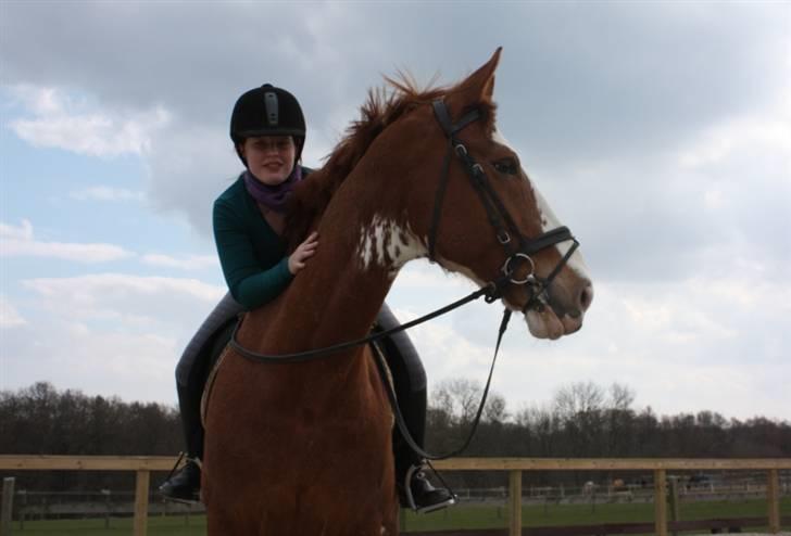 Hollandsk Varmblod Sonny - 18/4 2010 billede 1