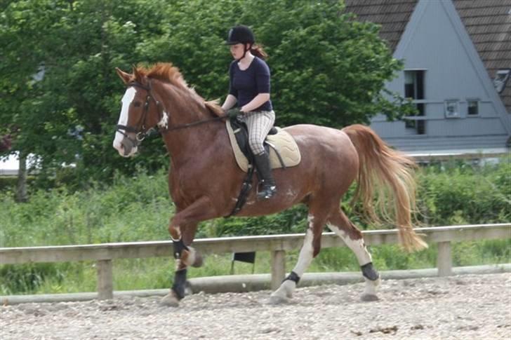 Hollandsk Varmblod Sonny - Dressurtræning d. 7/6 2009 billede 2