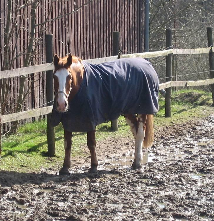 Hollandsk Varmblod Sonny - På fold (16/3 2008) billede 3