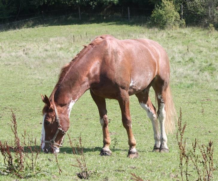 Hollandsk Varmblod Sonny - På fold (31/8 2008) billede 4