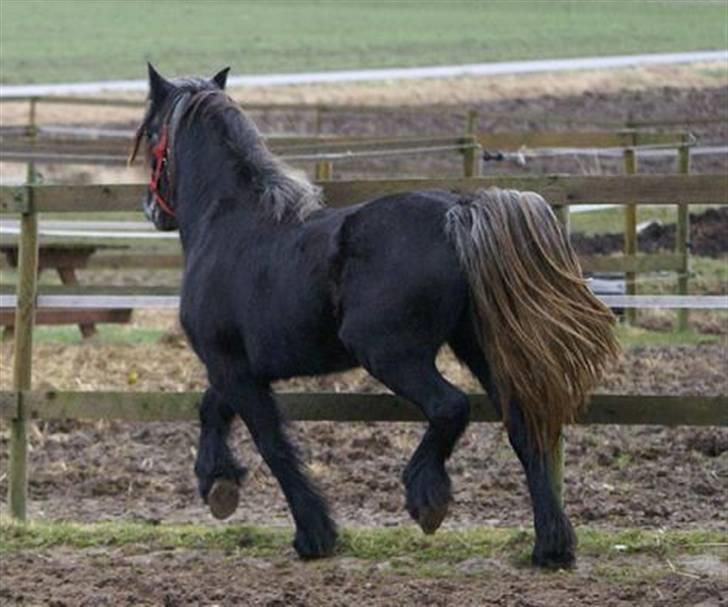 Fell pony Bluewater Kyra billede 2