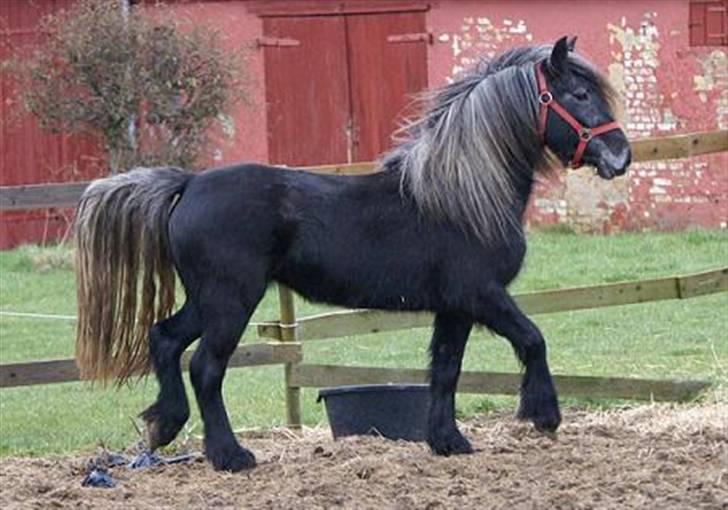 Fell pony Bluewater Kyra billede 3