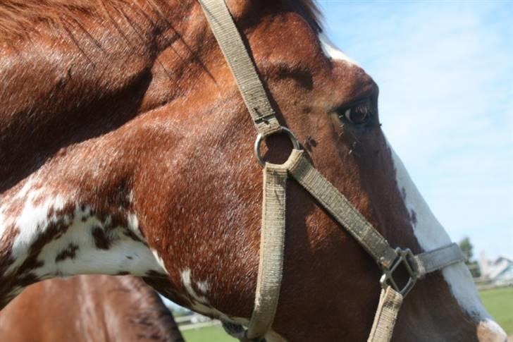 Hollandsk Varmblod Sonny - På fold (31/8 2008) billede 5