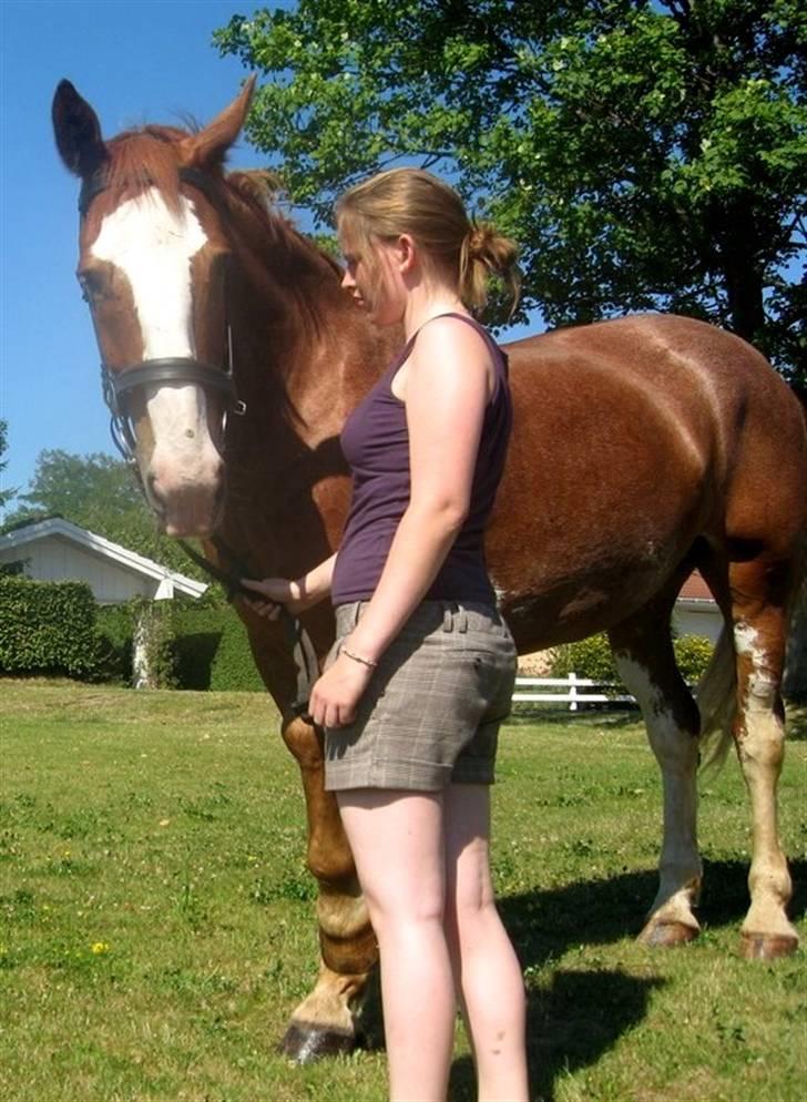 Hollandsk Varmblod Sonny - Hygge <3 (29/7 2008) billede 6