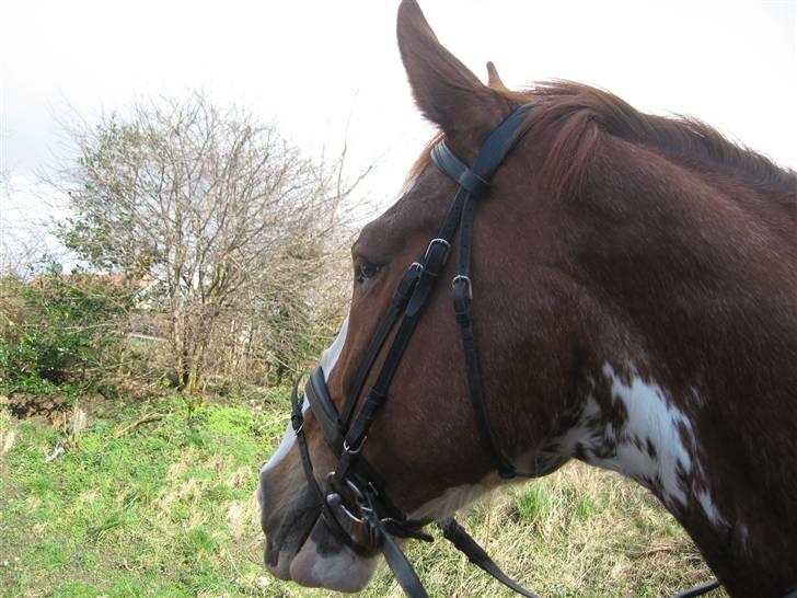 Hollandsk Varmblod Sonny - Sonny (16/3 2008) billede 7