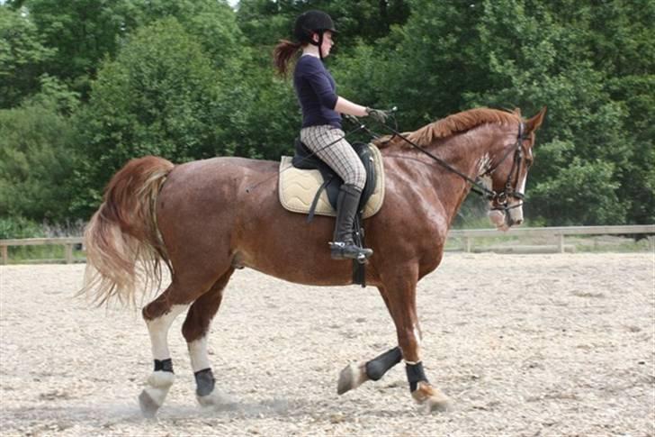 Hollandsk Varmblod Sonny - Dressurtræning d. 7/6 2009 billede 8