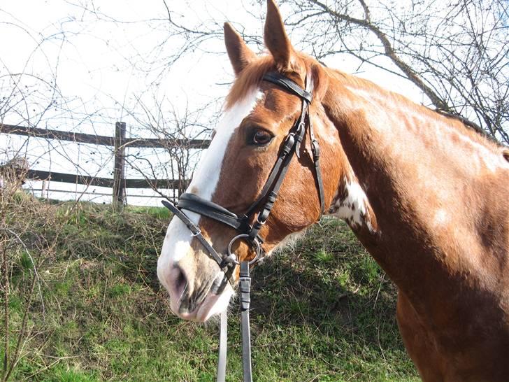 Hollandsk Varmblod Sonny - Sonnys hoved :D (16/3 2008) billede 9