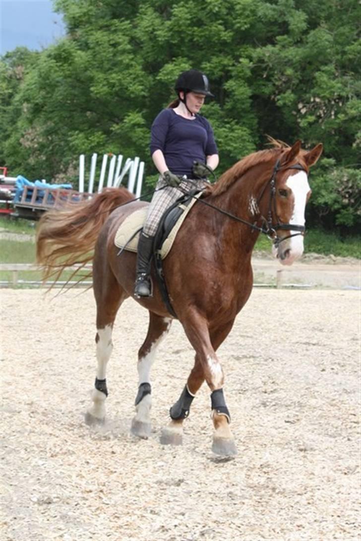 Hollandsk Varmblod Sonny - Dressurtræning d. 7/6 2009 billede 10