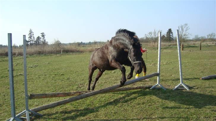 New Forest | Chap | Y-PONY - Velkommen til Chaps´s profil<333      Han svæver?? billede 1