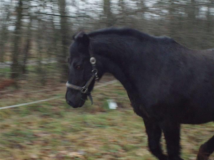 New Forest | Chap | Y-PONY - nu er jeg farlig billede 2