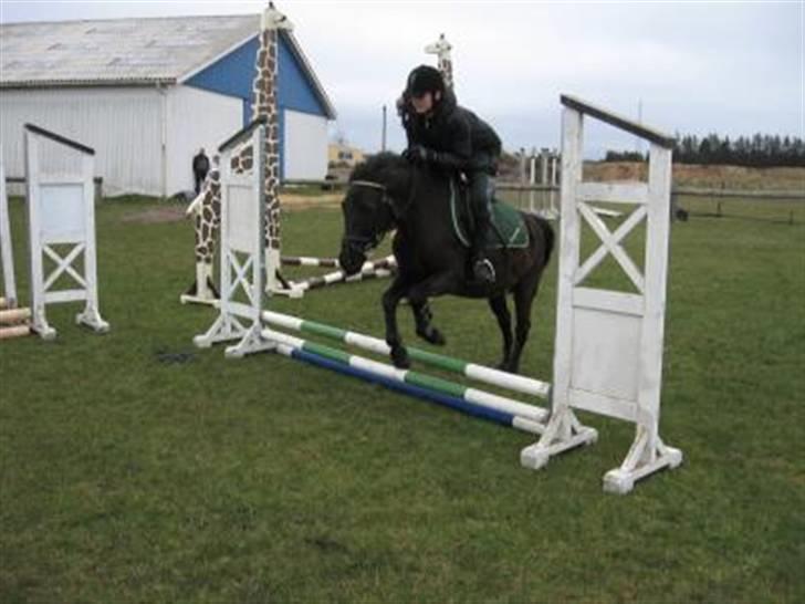 New Forest | Chap | Y-PONY - Chap springer igen. billede 3