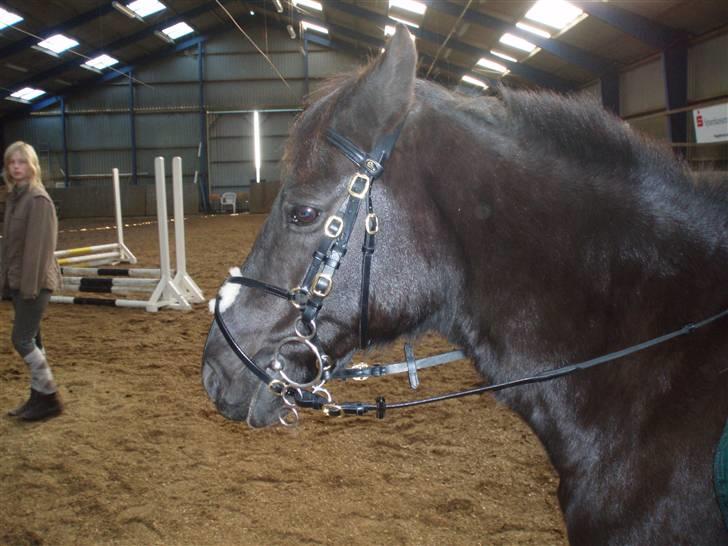 New Forest | Chap | Y-PONY - min dejlige pony<3333333333333 billede 4