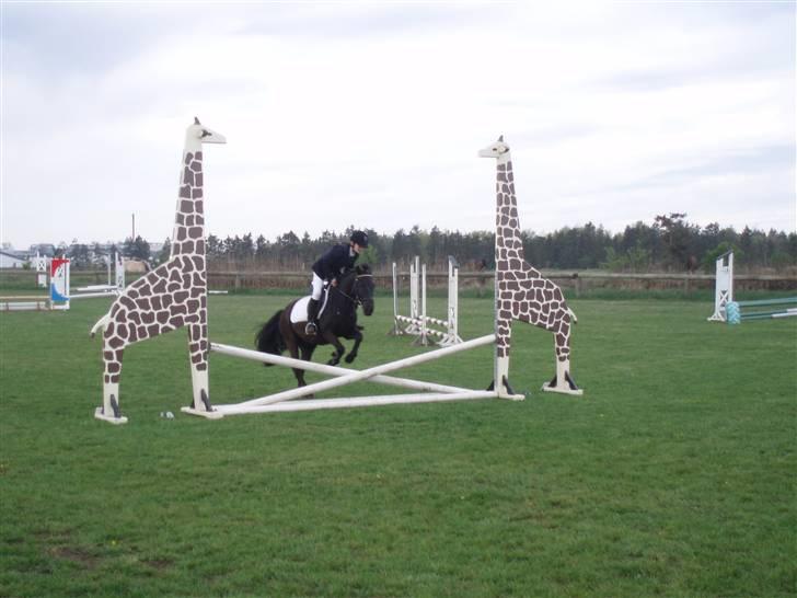 New Forest | Chap | Y-PONY - stævne med Chap xD billede 5