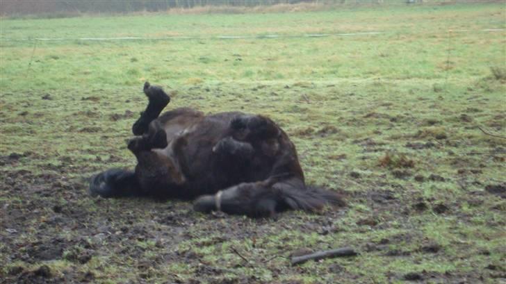 New Forest | Chap | Y-PONY - jeg tror det klør<333333333 billede 6