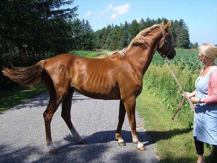 Anden særlig race Østerhedens La Luna Rossa billede 4