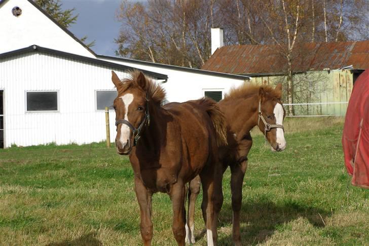 Anden særlig race Østerhedens La Luna Rossa billede 5