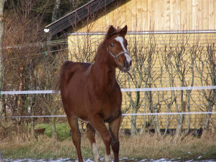 Anden særlig race Østerhedens La Luna Rossa billede 8