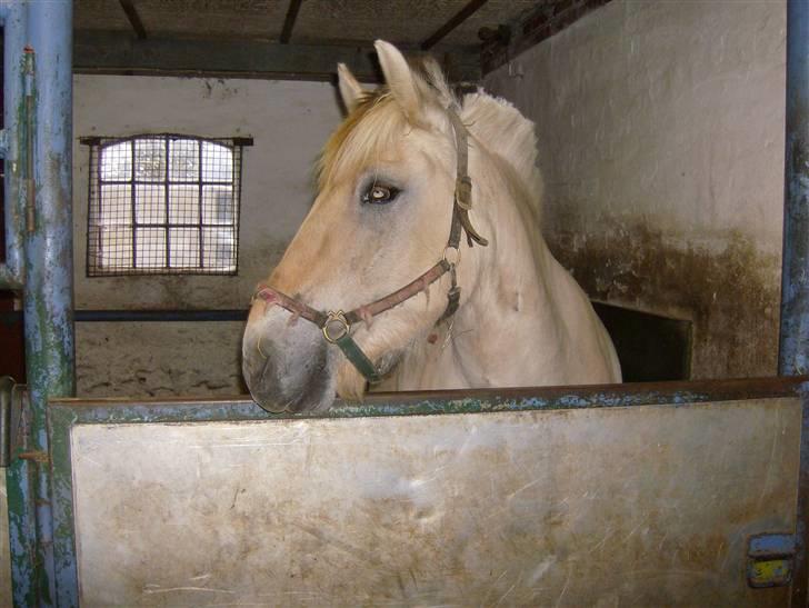 Fjordhest Eros R.I.P: billede 1