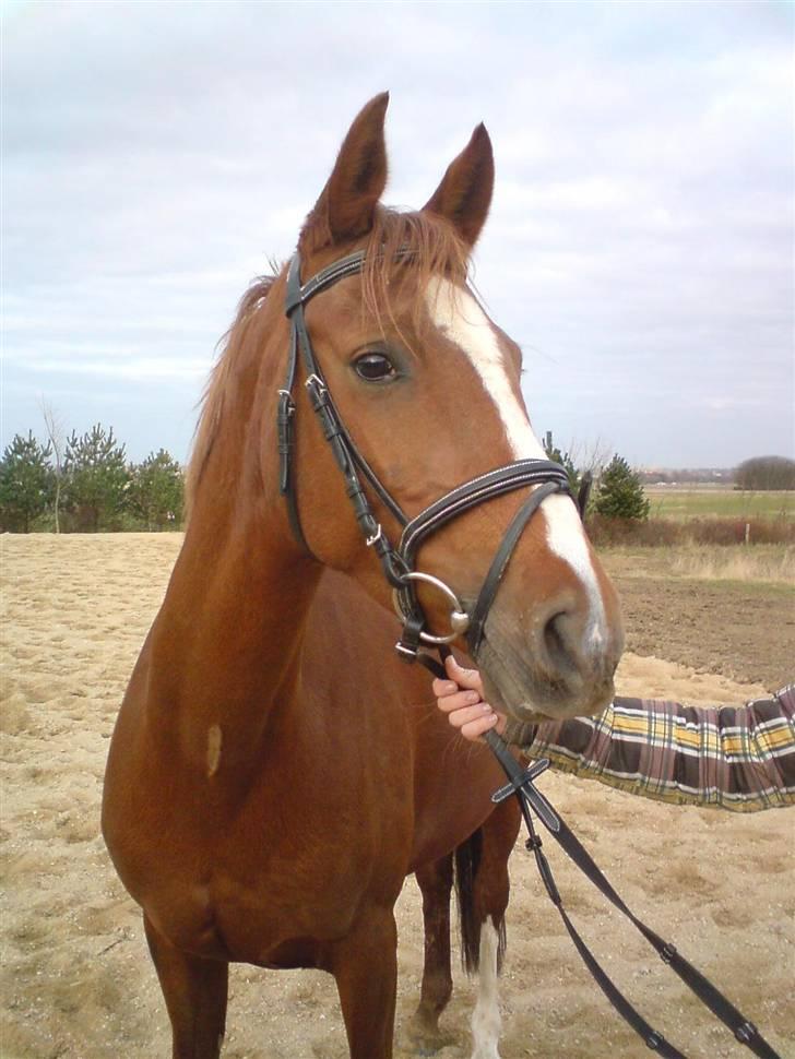 Anden særlig race Østerhedens La Luna Rossa - La Luna Rossa´s Mor Ajolie Ox billede 10