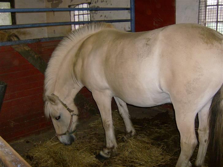 Fjordhest Eros R.I.P: billede 2