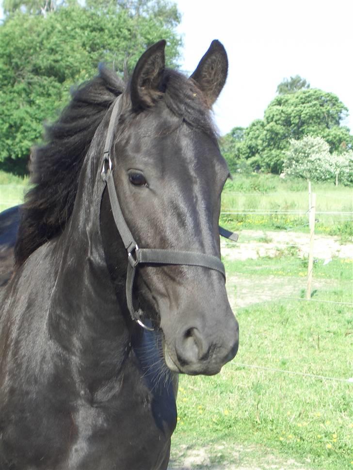 Frieser maike.s "solgt" - maike er altid klar til billede 3 år billede 1