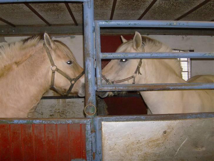 Fjordhest Eros R.I.P: billede 3