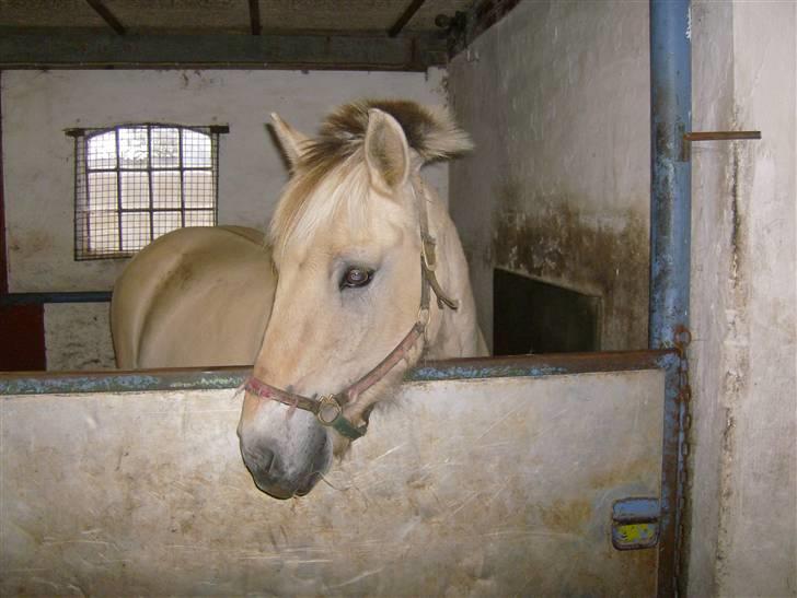 Fjordhest Eros R.I.P: billede 4