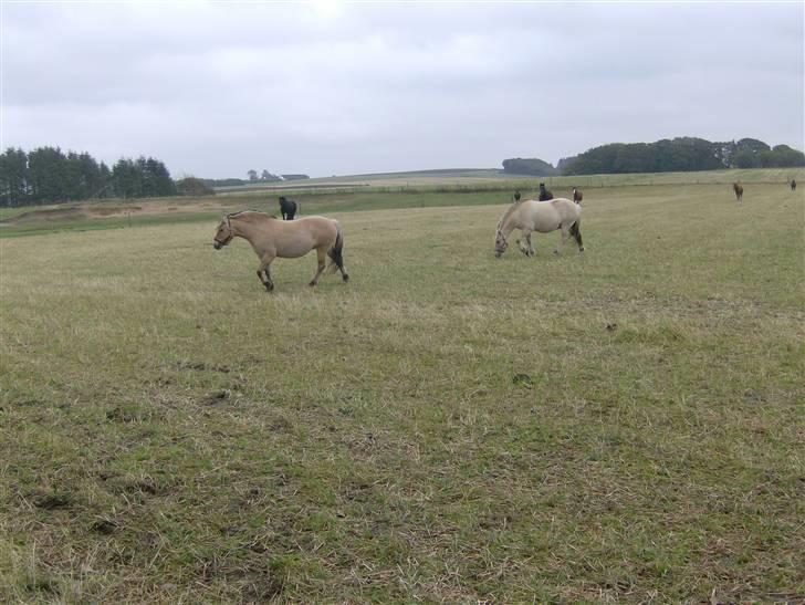 Fjordhest Eros R.I.P: billede 5