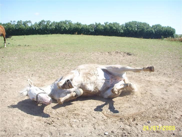 Connemara Mosedals Snowflake - Juli 2010 billede 5