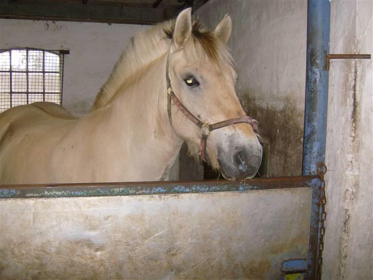 Fjordhest Eros R.I.P: billede 6