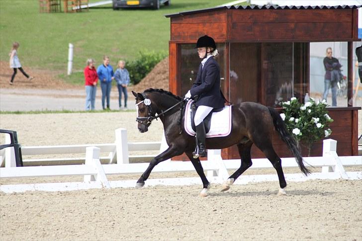 Welsh Mountain (sec A) Fakla Gerald A-pony  ¤Solgt¤ - A-finalen om Søndagen til DM! <3 Blev nummer 3 i finalen :D  billede 4
