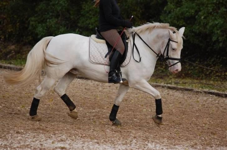 Connemara Mosedals Snowflake - Træning oktober 2009. Af Karina og Mia billede 7