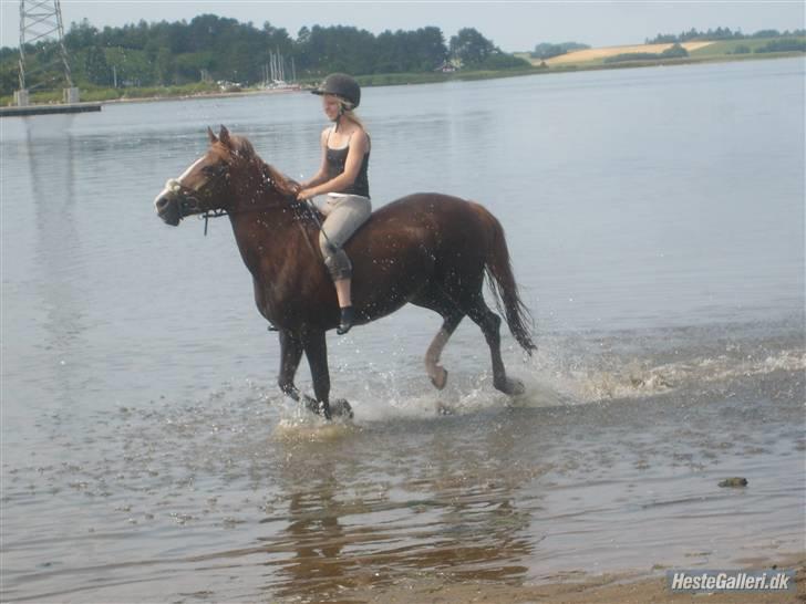 Hollandsk Sportspony Brenda - Brenda og mig der galopere i vandet  billede 12