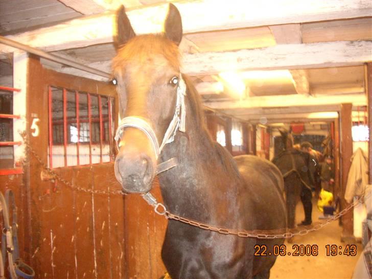 Dansk Varmblod Dijon ** aflivet** - Halløj er jeg ikke fin?? billede 10