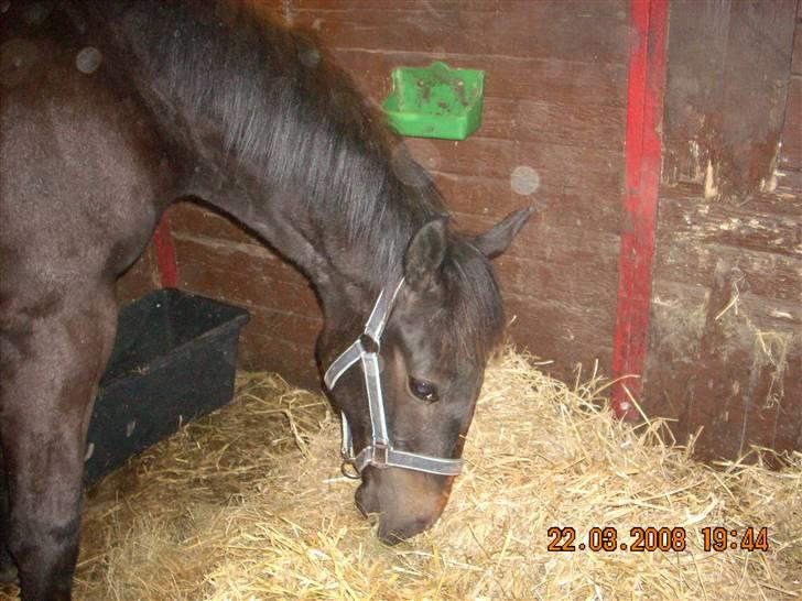Dansk Varmblod Dijon ** aflivet** - Dejlg ren boks at komme ind i billede 11