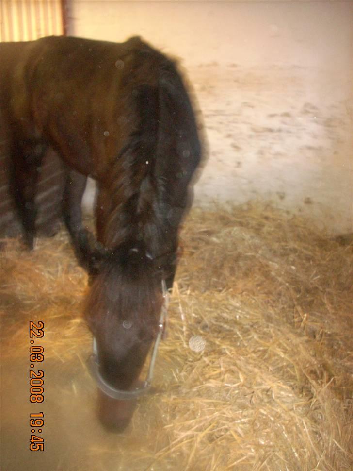 Dansk Varmblod Dijon ** aflivet** - Alt skall ige undersøges billede 12